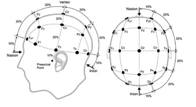 Different regions of brain